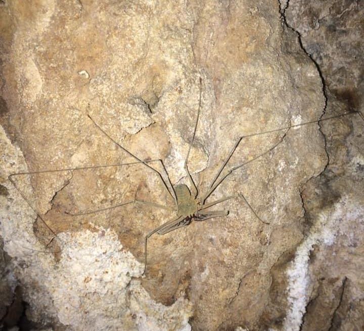 Wipe spider that many time can see in Prakaiphet cave (You had seen this spider in Harry potter 4and the goblet of fire)