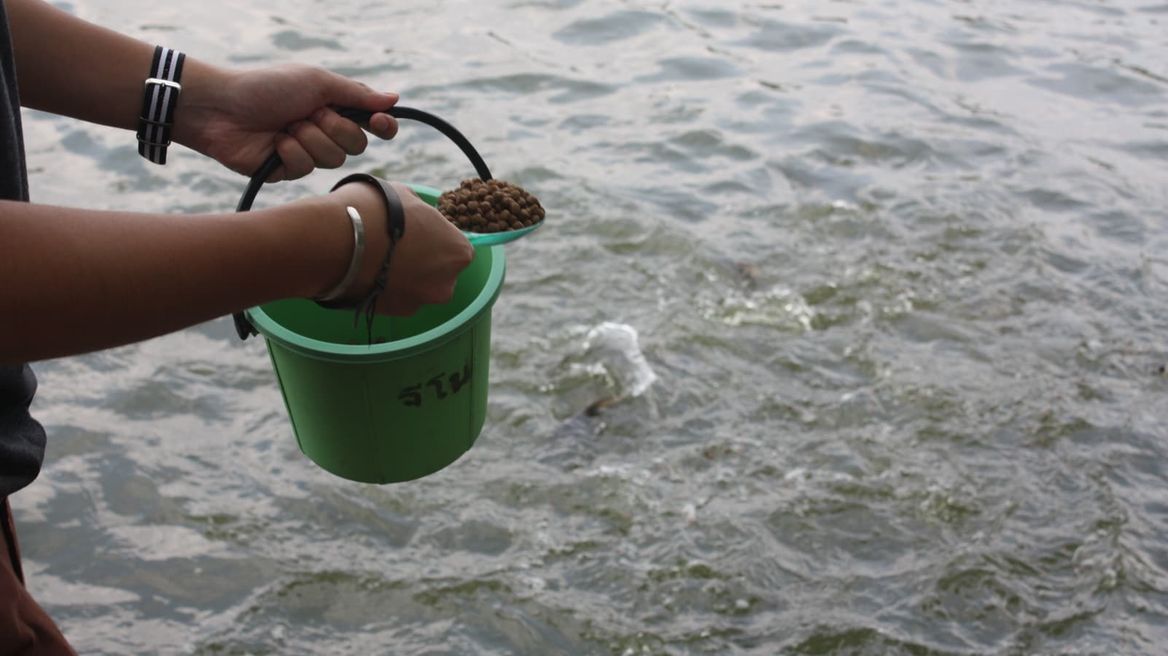Thailand: Feed the fish