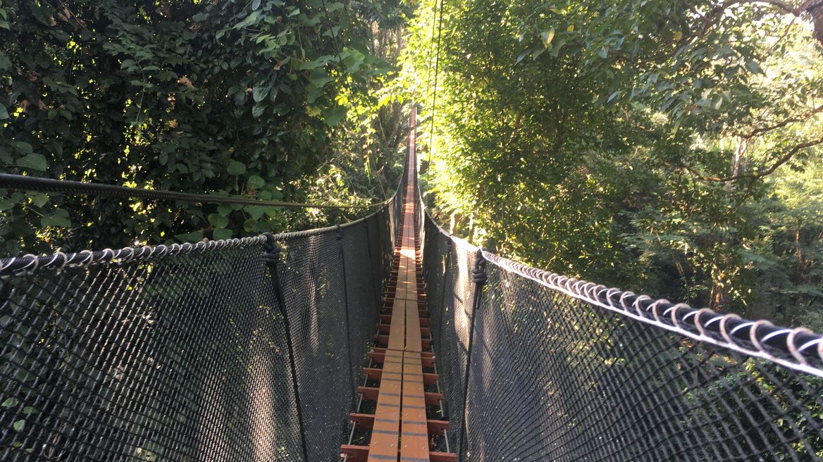 Tree top walk