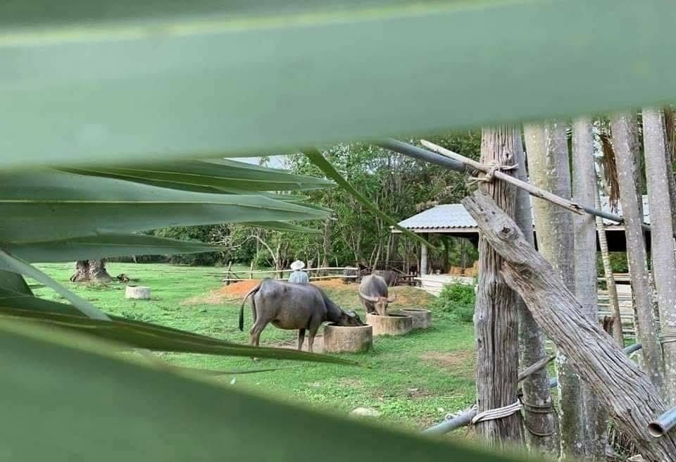 Buffalo life, seen through nature’s window 🍃🪵