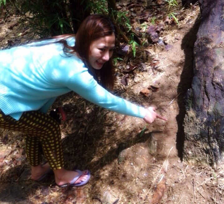 Nature Explore,Bug, ant,subterranean ants, cricket