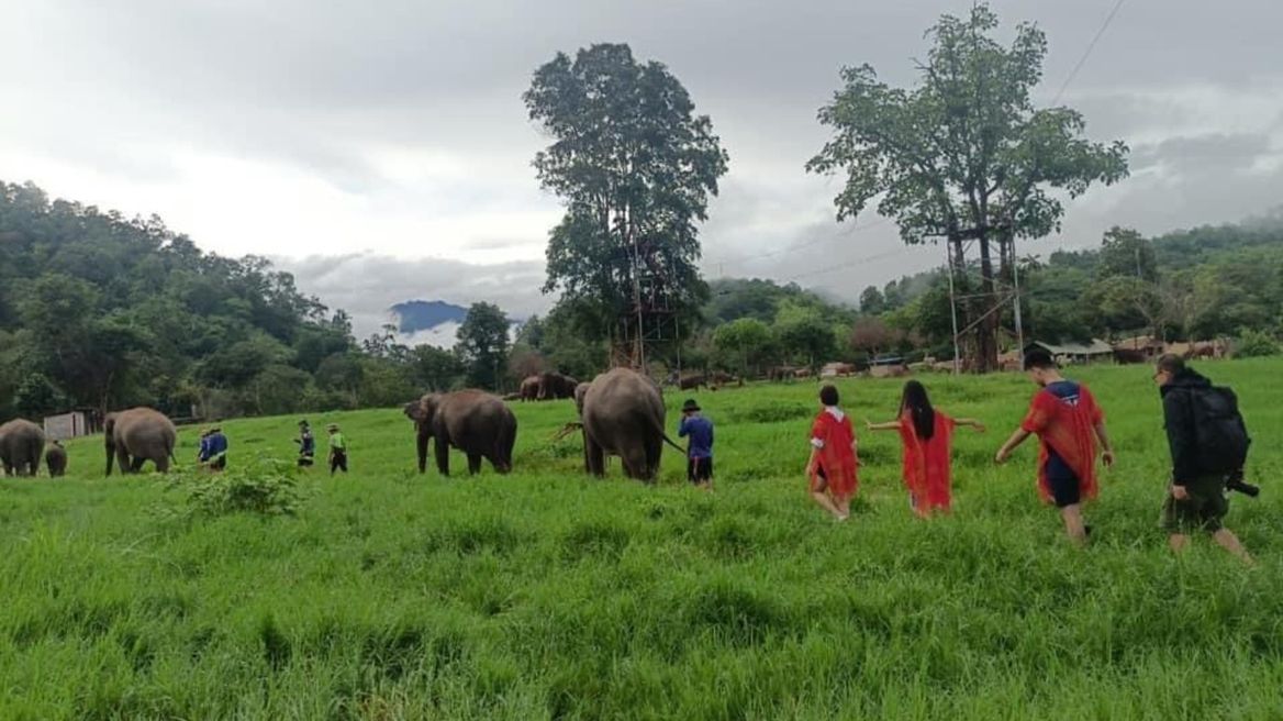 Walking with Herd