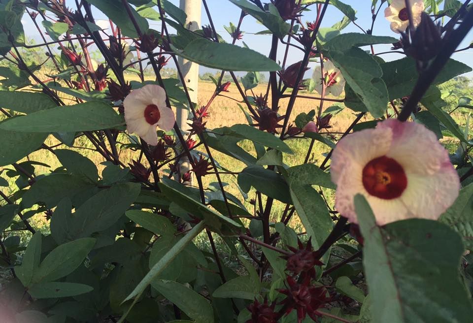 Seasonal Grown around the area