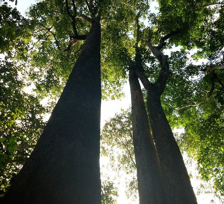 community forest where we can do short trekking 