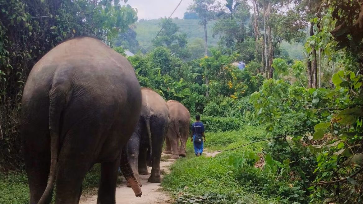 Elephant sanctuary