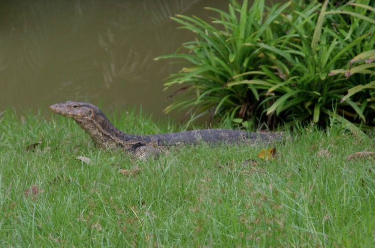 Monitor lizard