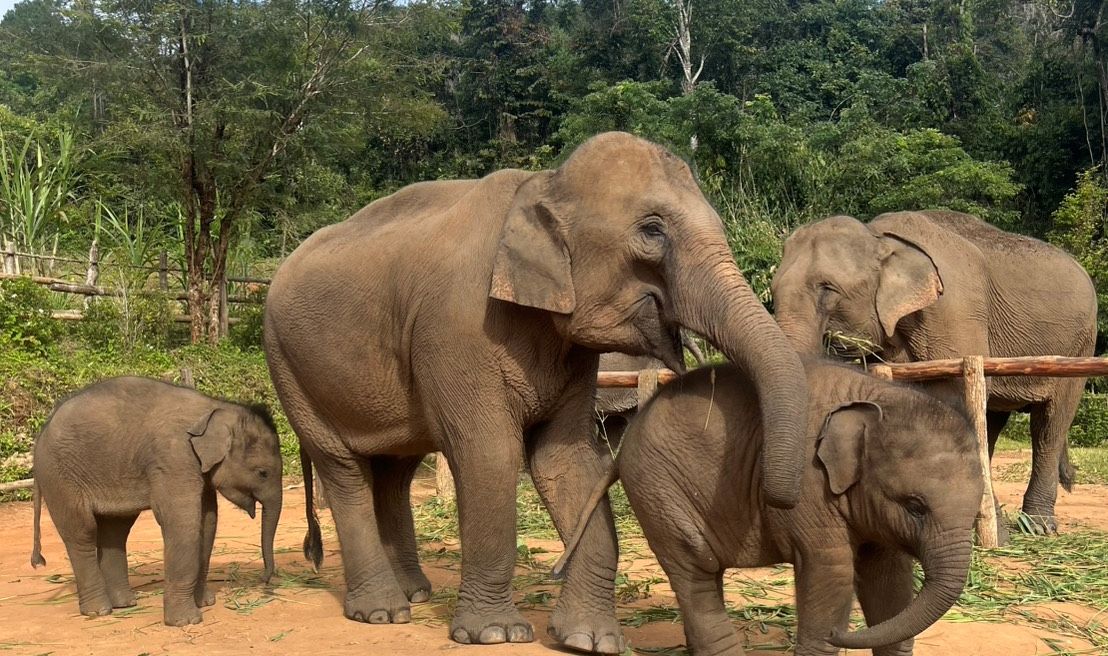 Get ready to meet the elephants