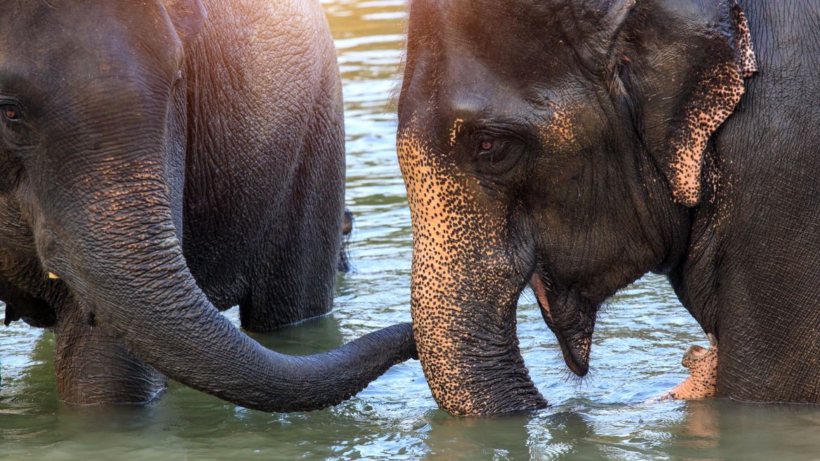 Elephants