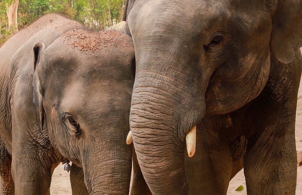 I hope to see you come to enjoy with us and our elephant wait for you.
