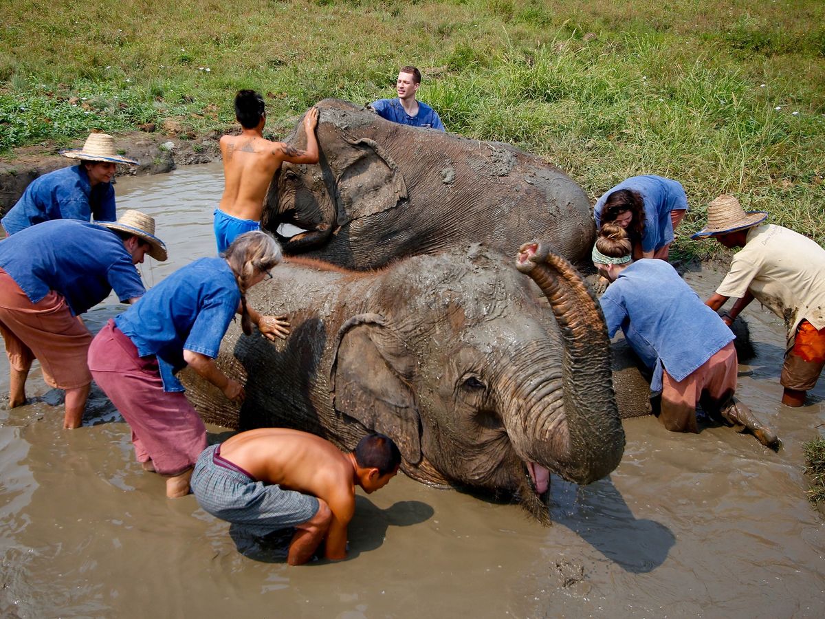 One Day & Half-day Ethical Elephant Tours in Chiang Mai