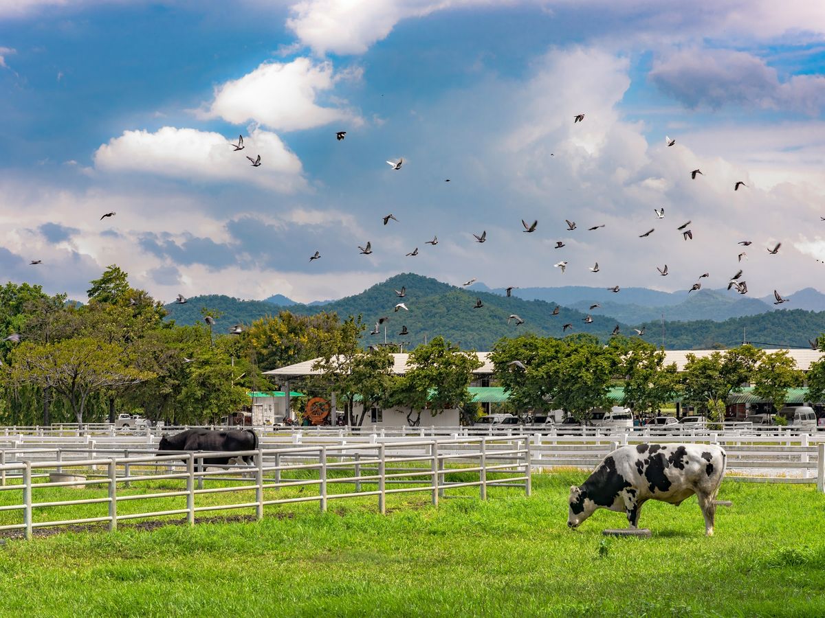 Cows wandering about in Chokchai Farm.