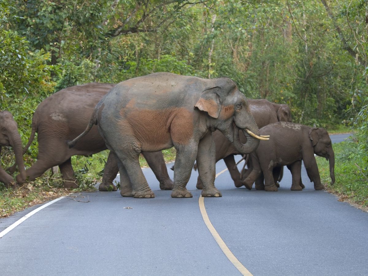 Khao Yai National Park from Bangkok: Watch the Elephants Roam!