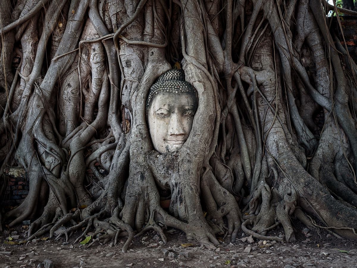 Head of a Buddha image encased in the roots of a Bodhi tree in Wat Mahathat, Ayutthaya, Thailand.