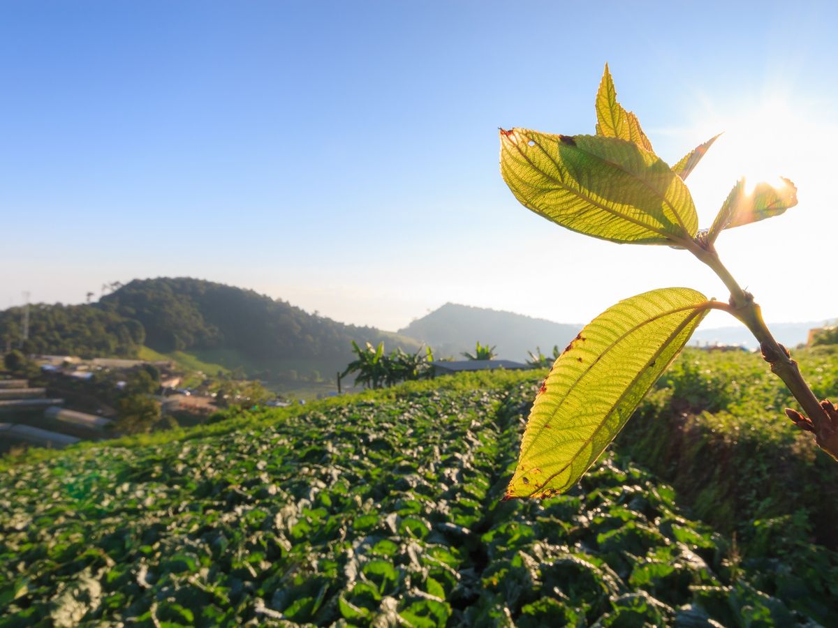 Cabbage farm, Mon Jam, Chiang Mai, Thailand