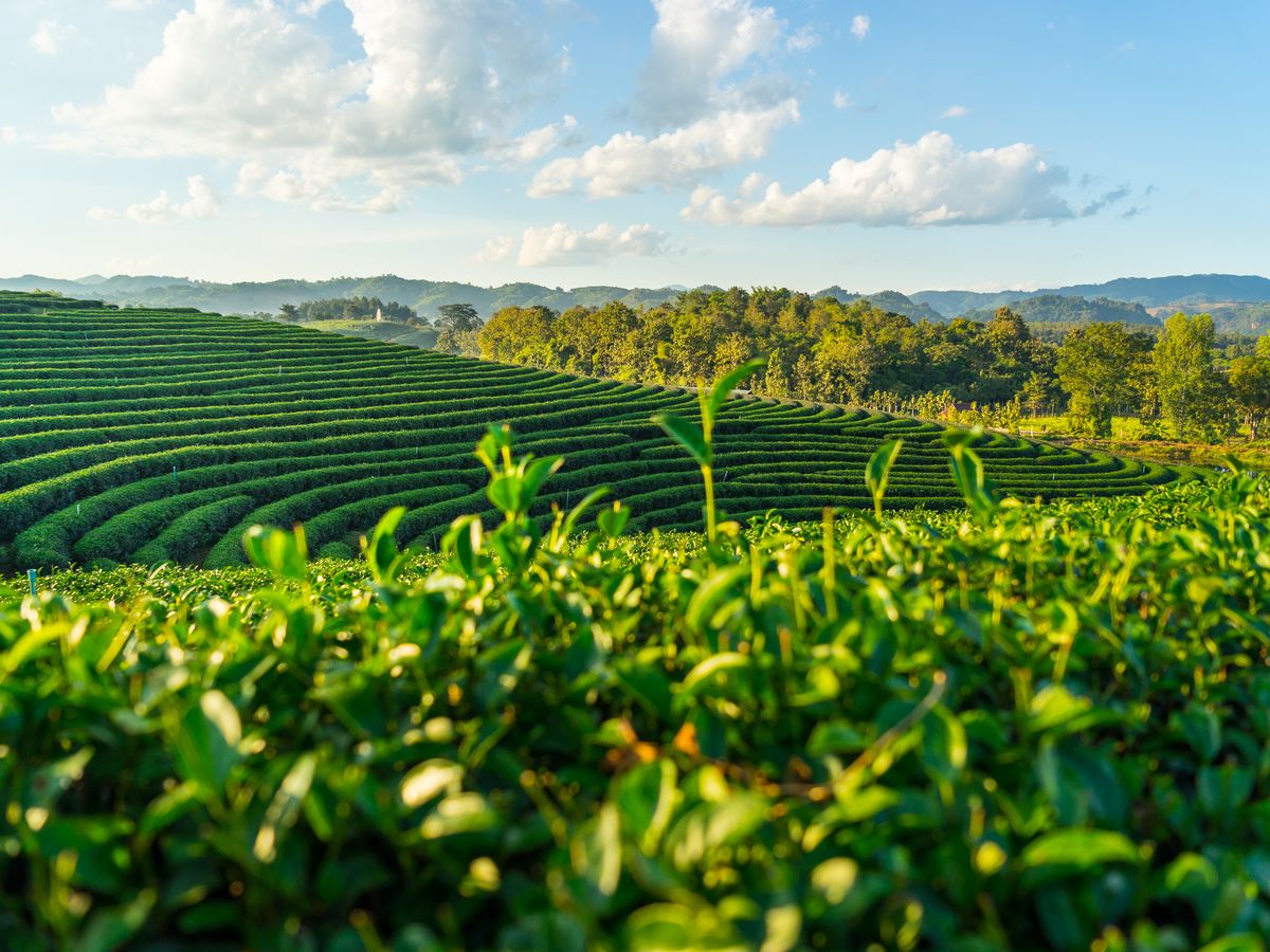 Chiang Rai Selected Local Experiences