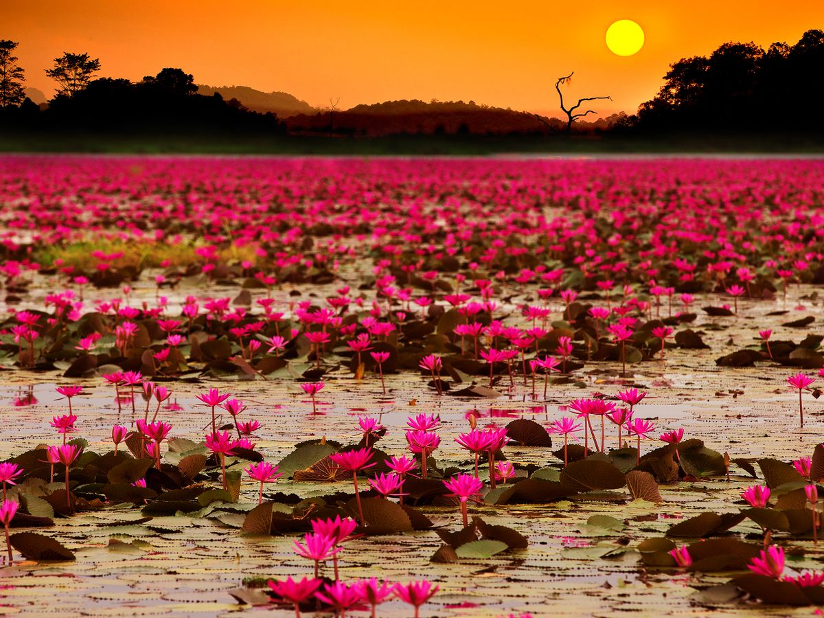 Udon Thani Selected Local Experiences