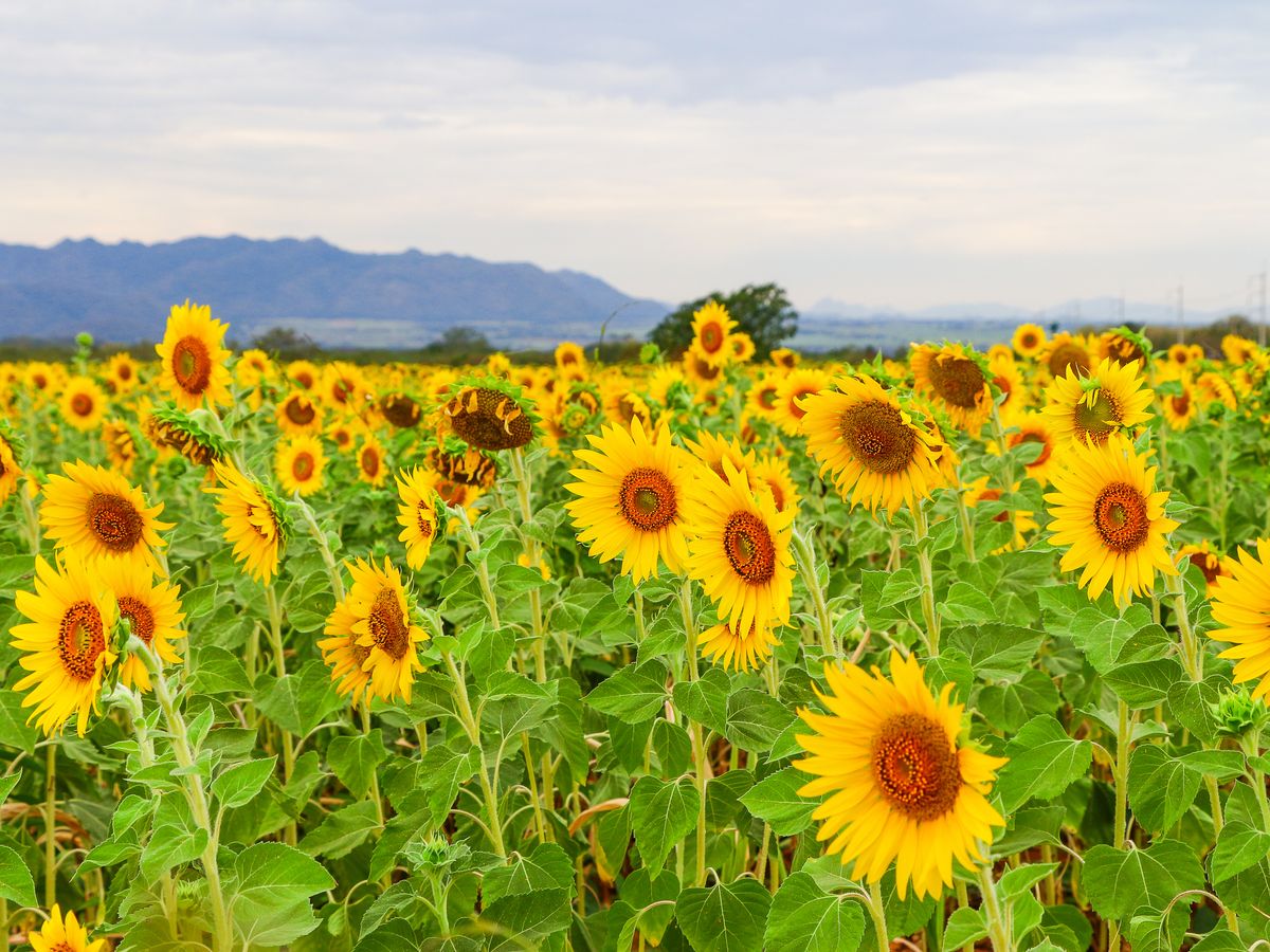 Saraburi Selected Local Experiences
