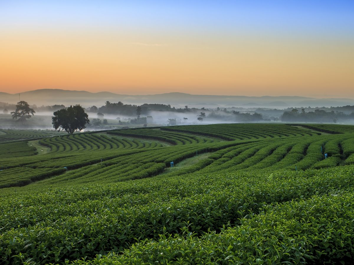 Near Chiang Mai Selected Local Experiences