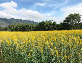 Enjoy Wine Tasting at Khao Yai Vineyard from Bangkok