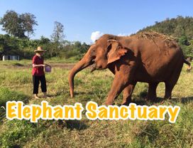 Let's Care for Elephants Ethically & Visit Wat U-Mong Temple in Chiang Mai