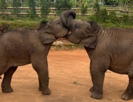 Half-Day Afternoon Visit Elephant Land