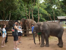 National Elephant Care & Local Bamboo Rafting 