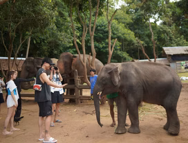 National Elephant Care & Local Bamboo Rafting 