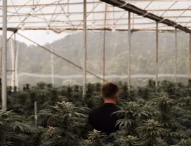 Cannabis Farm Tour (Morning/Afternoon Rounds)
