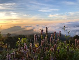 Trek to Doi Inthanon and Kew Mae Pan Nature Trail with a Local