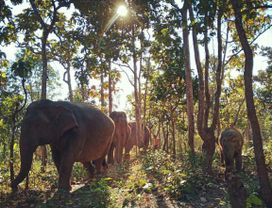 Half Day Elephant Bathing & Short Trekking Tour in Chiang Mai
