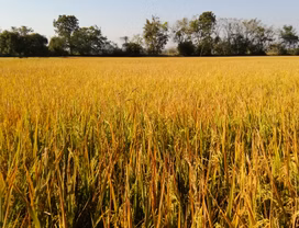 Happy Farming at Ban Rai Han Sa 