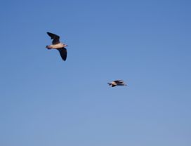 Be a Local at Chachoengsao: Temples, Floating Market & Bird Watching