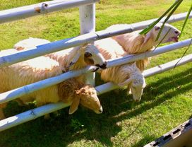 See Vintage Farm, Candle Workshop & Hot Spring
