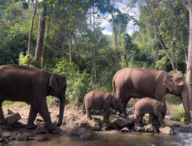 One Day Visit Elephants