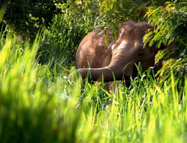 See Elephants and Natural Wildlife at Kui Buri National Park! 