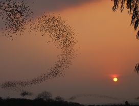 Explore Nakhon Ratchasima with a Bat Cave Half Day Tour 