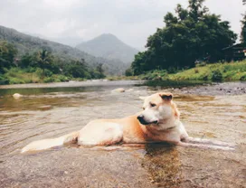 Experience Local Community Living and Purest Ozone in Nakhon Si Thammarat 
