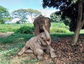 Let's Take Care of Elephants the Ethical Way in Chiang Mai