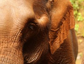 Half-Day with Mondulkiri Elephants (No Cruelty) 