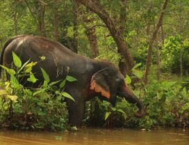 Phuket: Hidden Forest Elephant Afternoon Tour