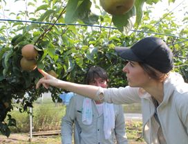 Japanese Pear Picking and Organic Farm Adventure
