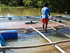 Seafood and Fish Farm