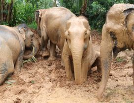 Afternoon Program: Ethical Sanctuary Elephant Home