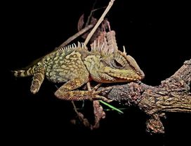 Night Safari Adventure in Khao Sok