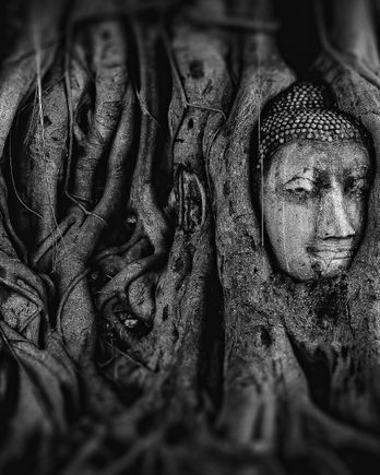 Buddha Head in Tree Roots at Wat Mahathat