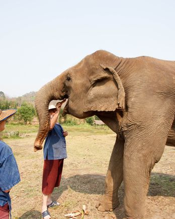 Feed an elephant