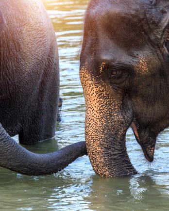 Elephants
